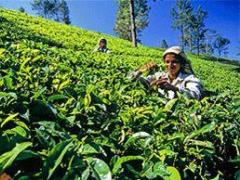 Чайные плантации на Цейлоне